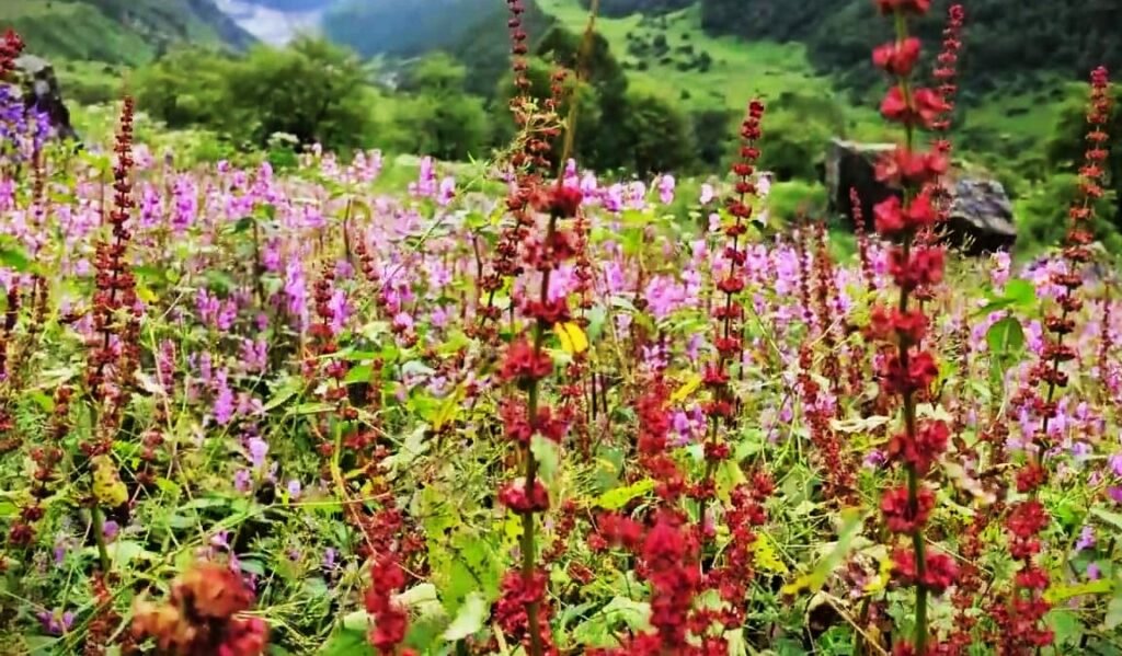 Valley of Flowers, Uttarakhand, India