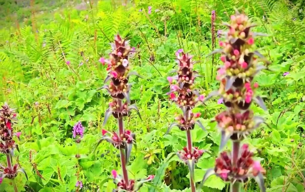 Valley of flowers