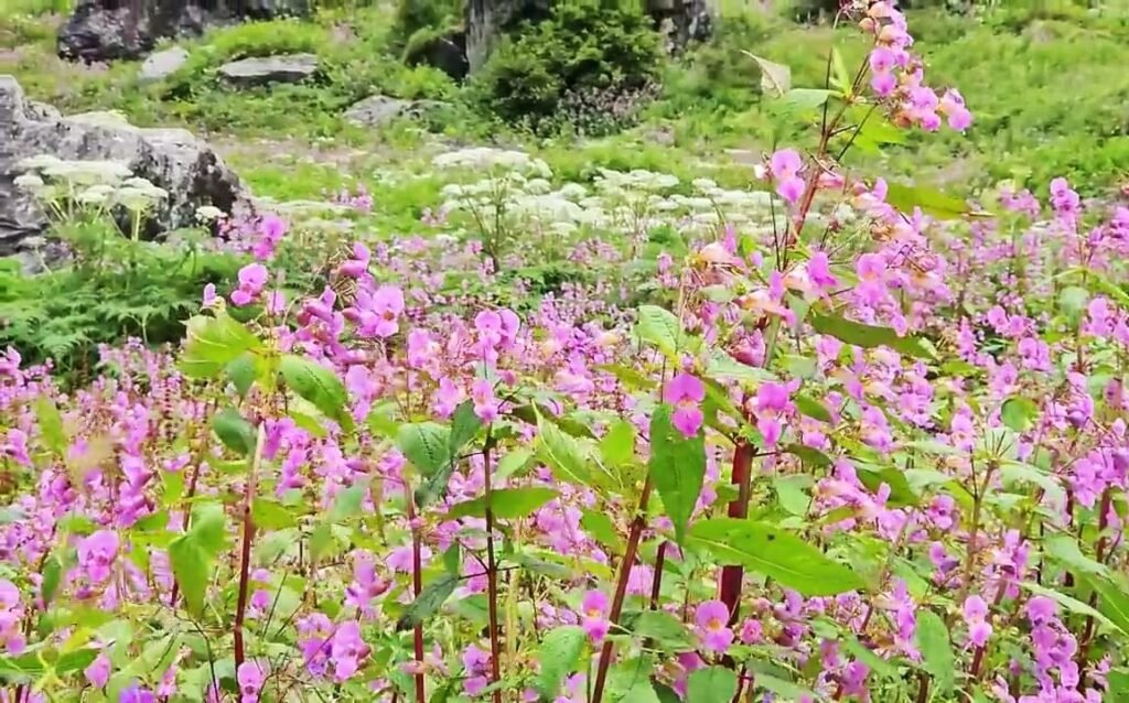 Valley of flowers