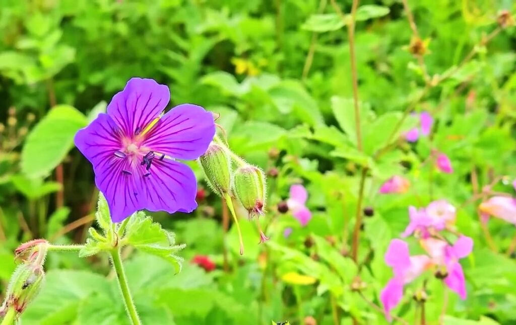 Valley of flowers