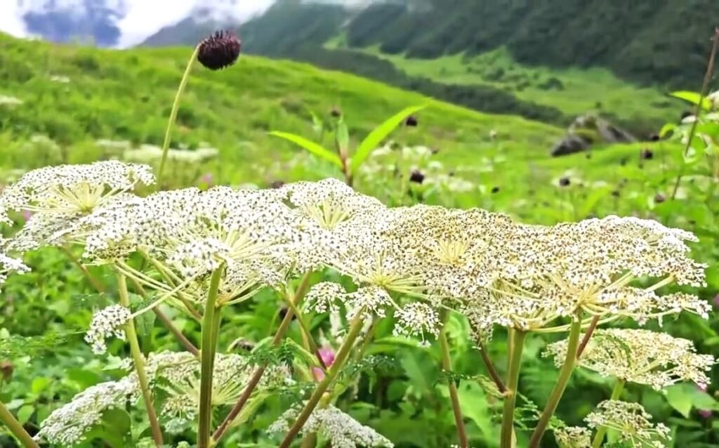 Valley of flowers