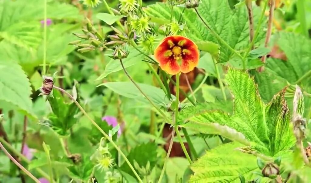 Valley of flowers