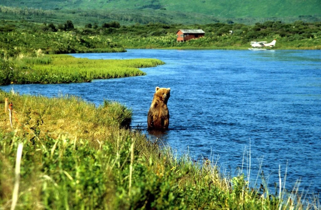 Kodiak