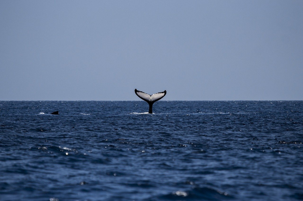 Kenai Fjords National Park - whale watching